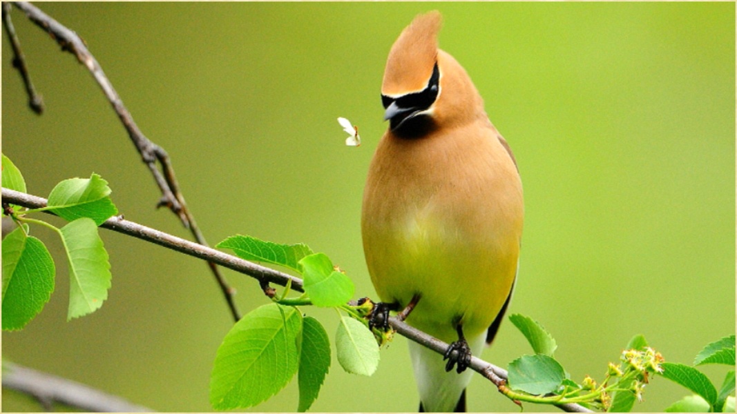 My Birds Images - Preview 2
