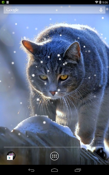 British Shorthair - Preview 3