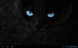 Black cats Live Wallpaper screenshot 2