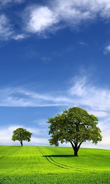 Love Tree Live Wallpaper - Preview 3