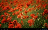 Poppies live wallpaper screenshot 1