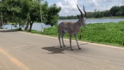 AR Real Animals screenshot 4