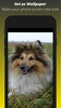 Dog Wallpaper HD screenshot 4