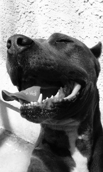 PitBulls Wallpapers - Preview 2