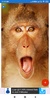 Monkey Wallpapers: HD images, Free Pics download screenshot 6