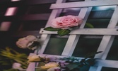 Pictures of flowers and roses with high resolution 4 k screenshot 2