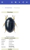 Beetles screenshot 13