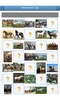 Breeds of horses - quiz screenshot 4