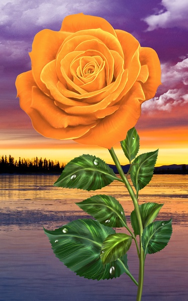 Rose - Preview 1