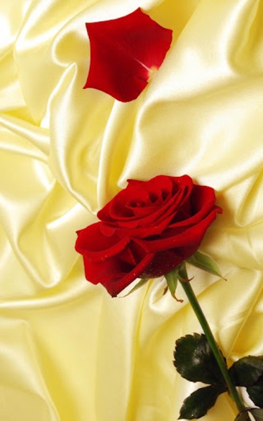 Red Rose Live Wallpaper - Preview 3