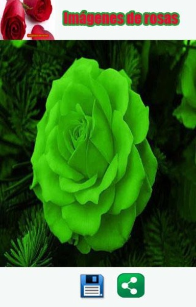 Imagenes de rosas - Preview 5
