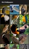 Bird Wallpapers screenshot 1