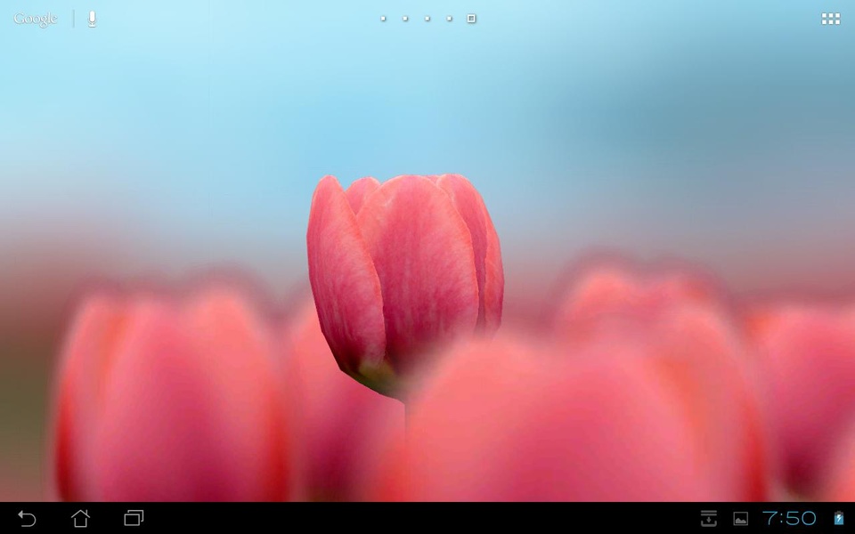 3D Tulip Free - Preview 5