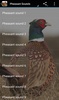 Pheasant Sounds screenshot 1