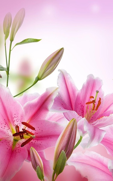Pink Flowers Live Wallpaper - Preview 6