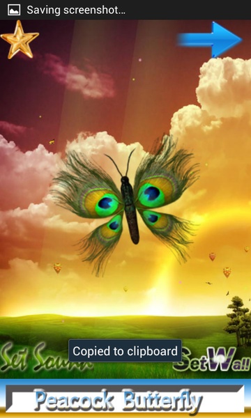 Butterfly Peacock - Preview 5