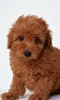 Toy Poodle Dogs Jigsaw Puzzles screenshot 3