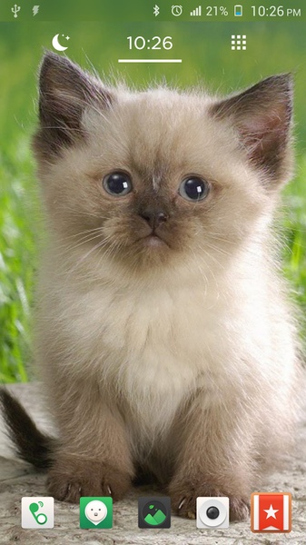 Cat Wallpapers Cute - Preview 6