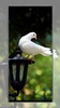 Pigeon wallpaper screenshot 16