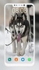 Husky Dog Wallpaper screenshot 6