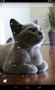 British Shorthair screenshot 4