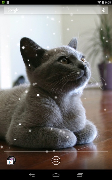 British Shorthair - Preview 4