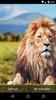 Lion Live Wallpaper HD screenshot 6