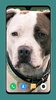 Pitbull Dog Wallpaper 4K screenshot 10