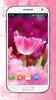 Pink Flowers Live Wallpaper screenshot 4