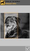 Dogs of the world screenshot 4
