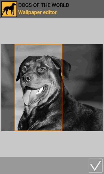 Dogs of the world - Preview 4