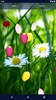 Spring Petals Live Wallpaper screenshot 2