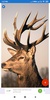 Deer Wallpapers: HD Images,Free Pics download screenshot 3