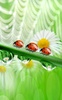 Ladybug Live Wallpaper screenshot 6