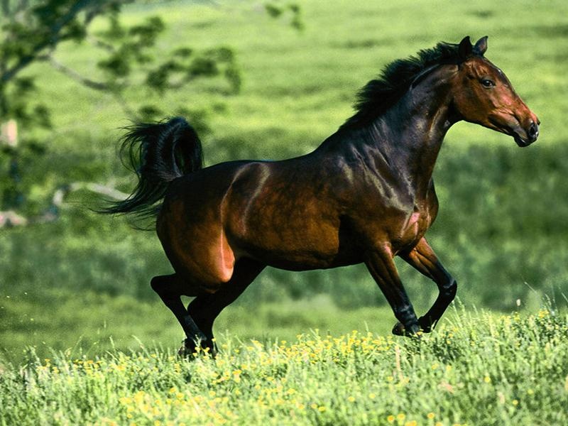 ThoroughbredHorse - Preview 4