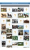 Breeds of horses - quiz screenshot 8