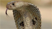 Reptiles Images screenshot 5