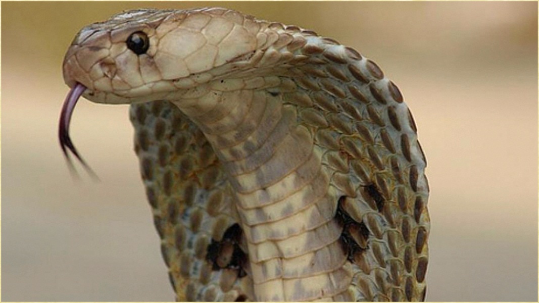 Reptiles Images - Preview 5