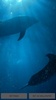 Dolphins Underwater Video Live Wallpaper screenshot 1