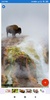 Buffalo Wallpaper: HD images, Free Pics download screenshot 6