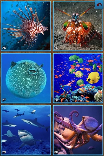 Sealife Jigsaw Puzzles - Preview 4