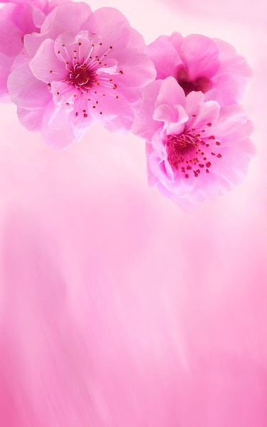Pink Flowers Live Wallpaper - Preview 3