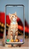 Kitten Wallpapers screenshot 10