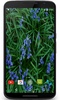 Bluebell flower Live Wallpaper screenshot 4
