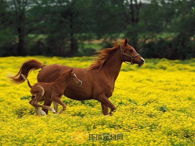 ThoroughbredHorse - Preview 2