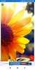 Sunflower HD Wallpapers screenshot 6