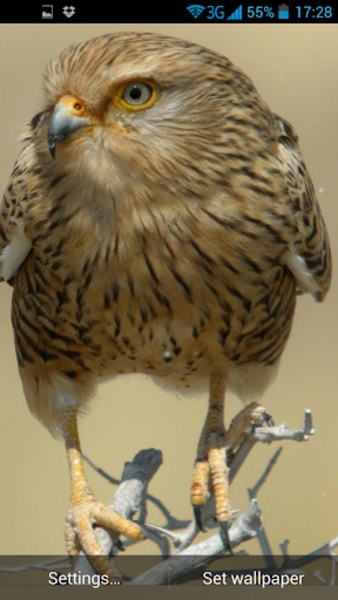 3D Bird Live Wallpaper - Preview 4