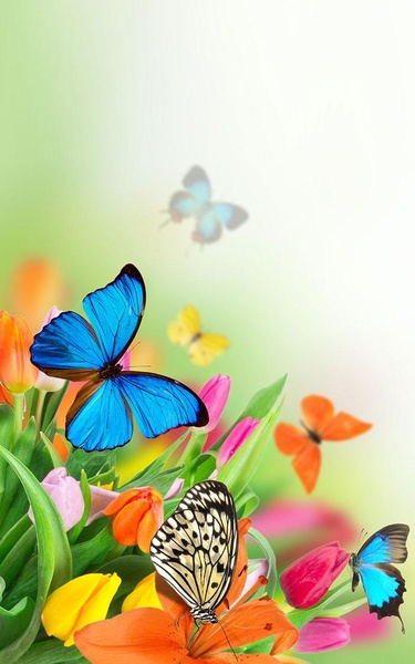 Butterfly Live Wallpaper - Preview 5