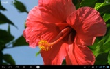 Real Red Flower Live Wallpaper screenshot 7