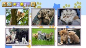 Jigsaw Puzzle Cats Kitten screenshot 4